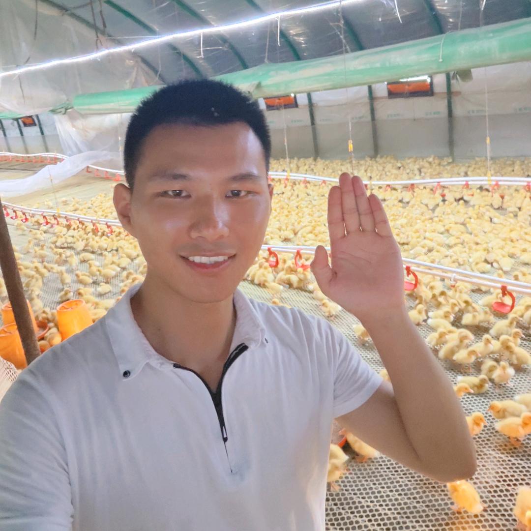 强弟养鸭鹅