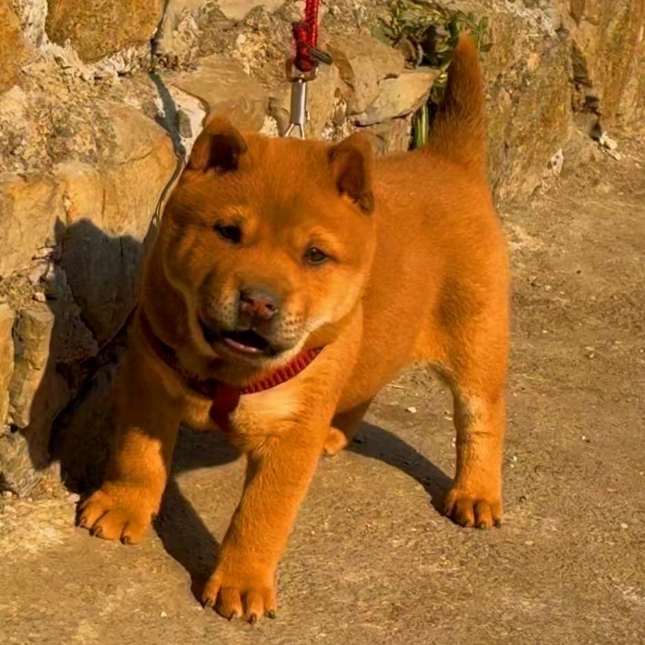 田园犬在皖北（粉丝破千送土狗）