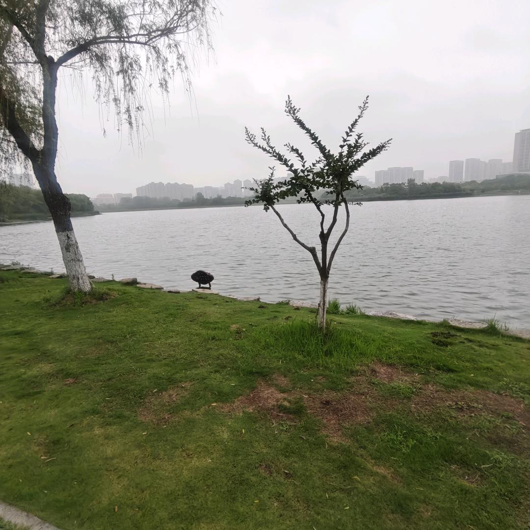 低调一小鱼
