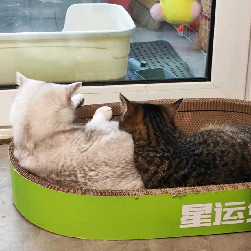 小灰灰