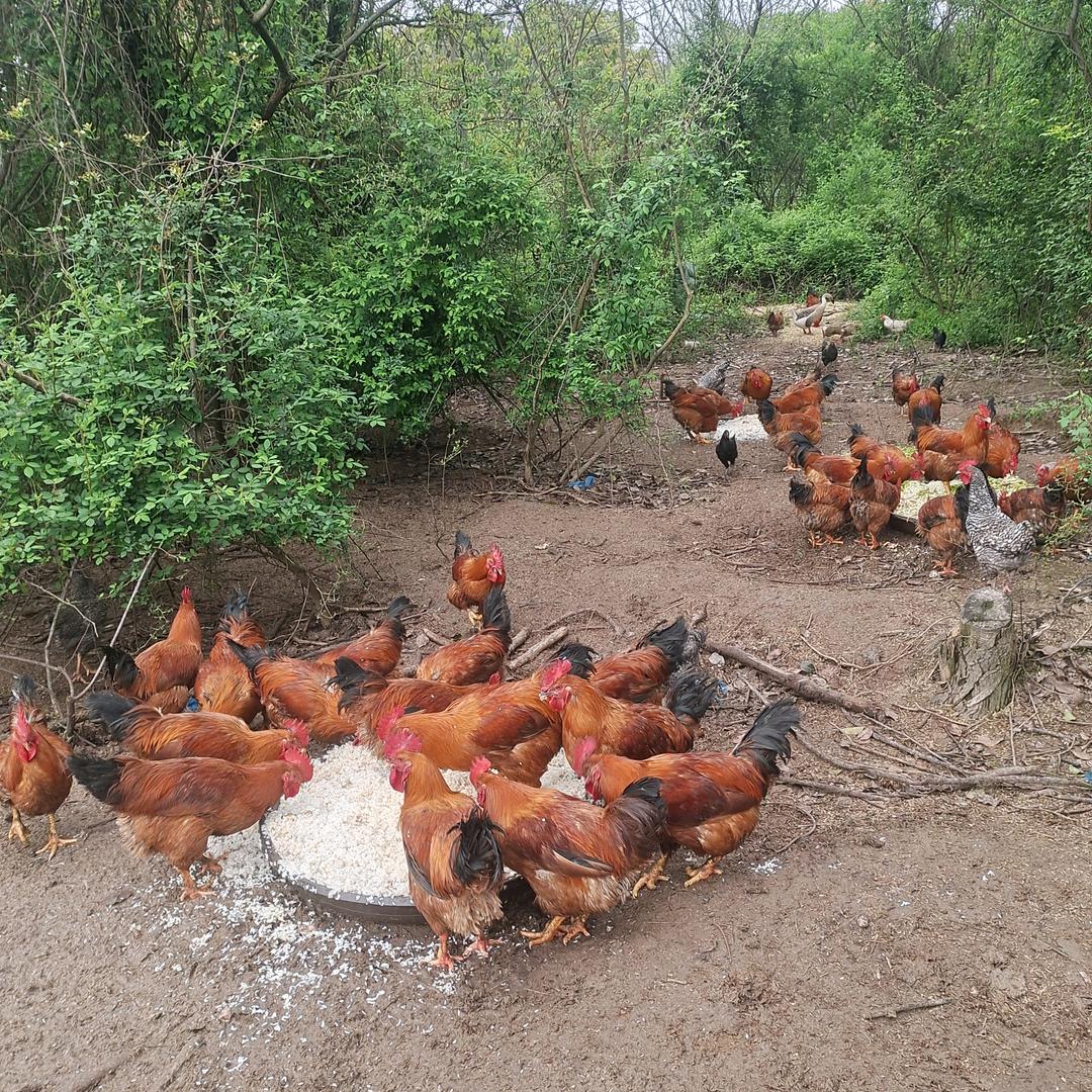 东阳#土鸡#土狗#土山羊#