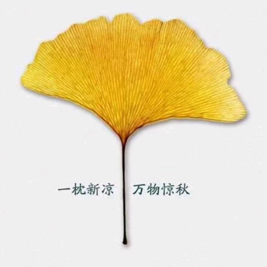 米莉粒
