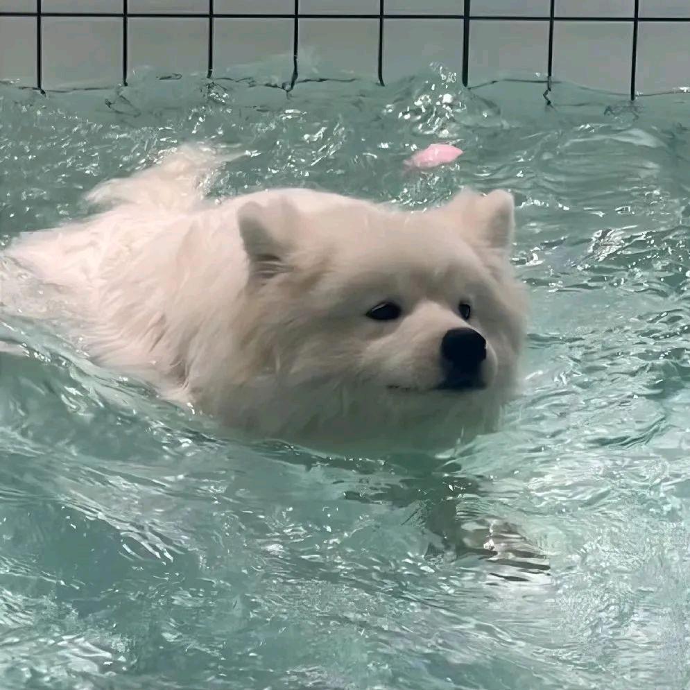 橙y