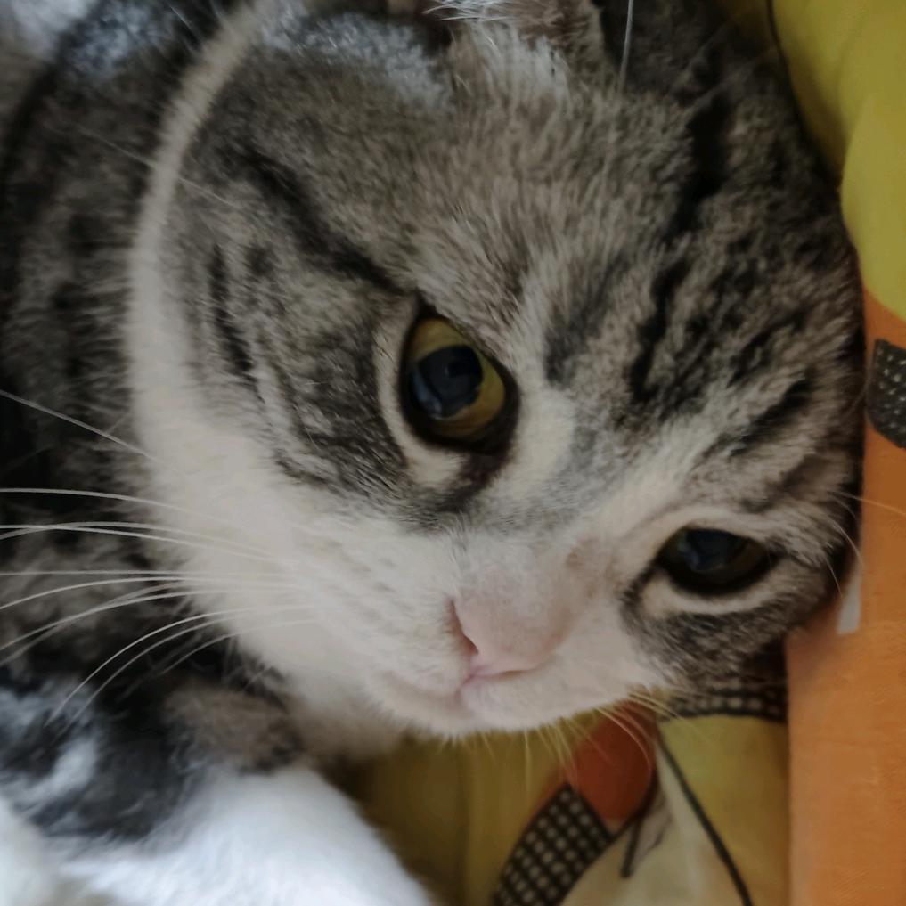 季星渊