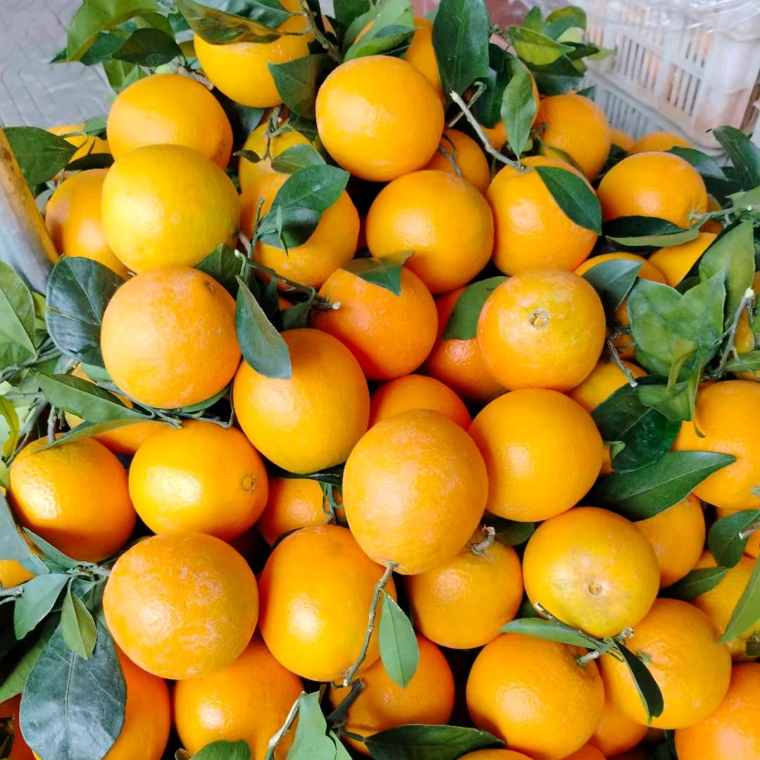橙子🍊好甜