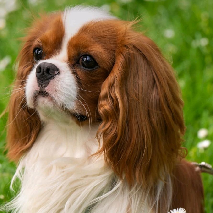 旺特喜宠物零食