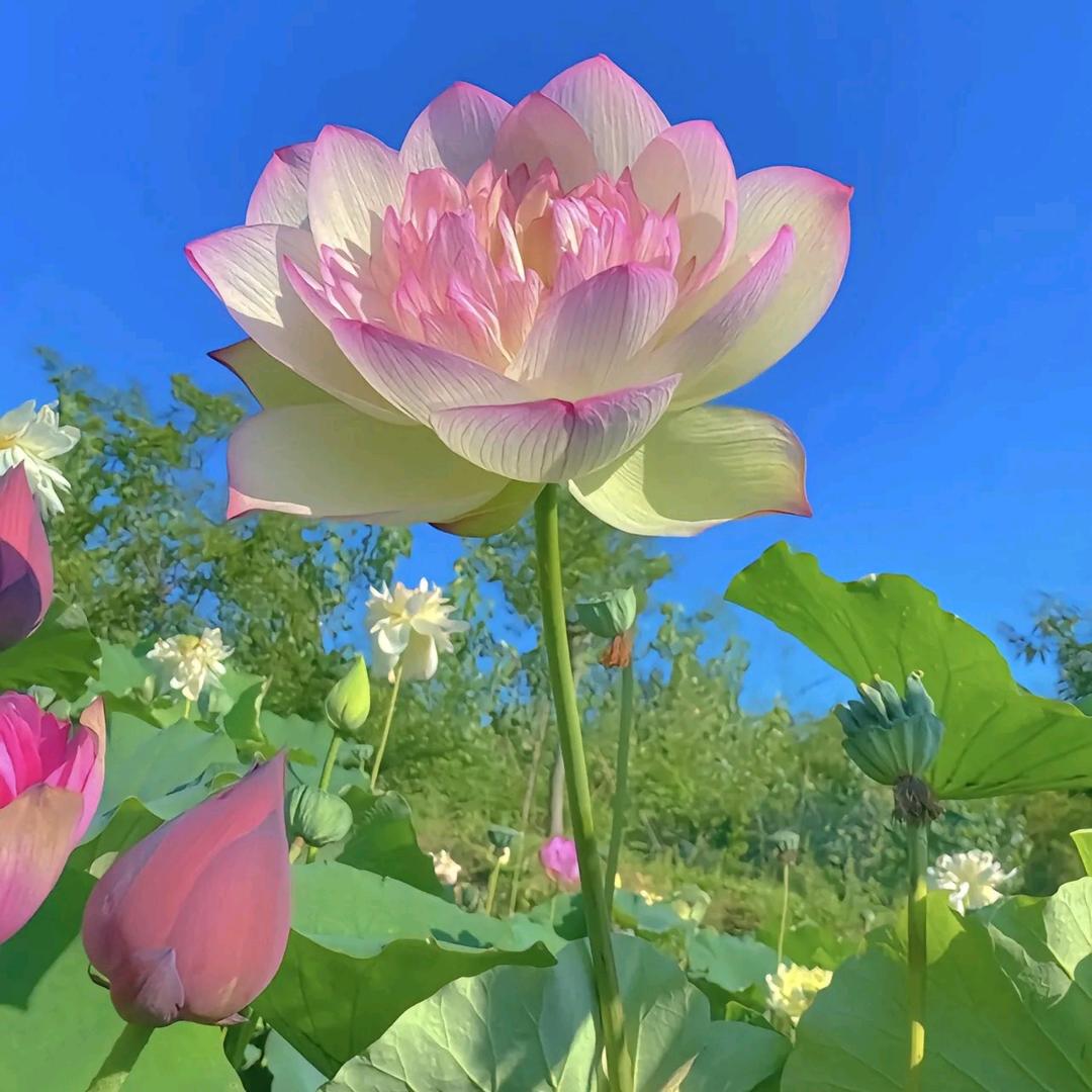 七安૧(●´৺`●)૭🍀