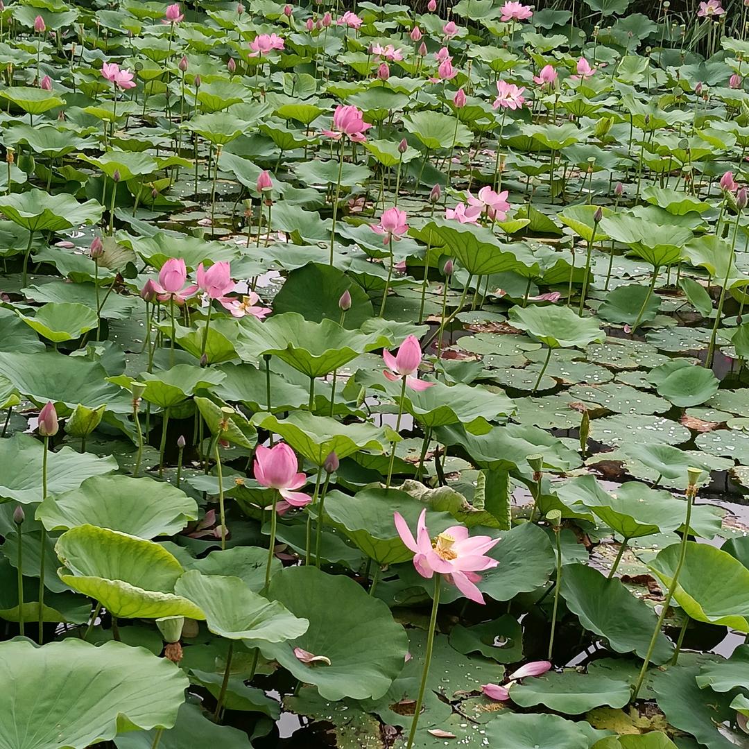 爱宝