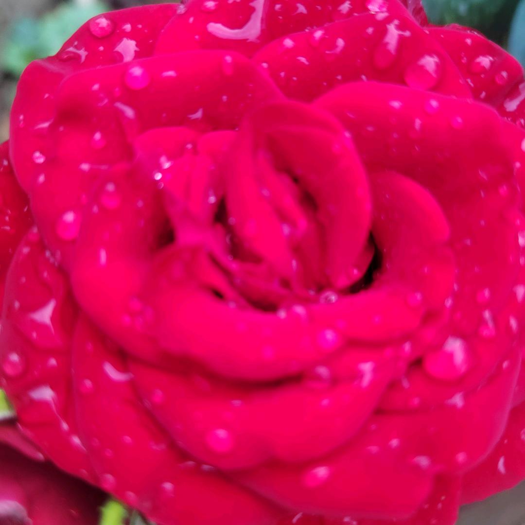 随💝心💝所💝爱