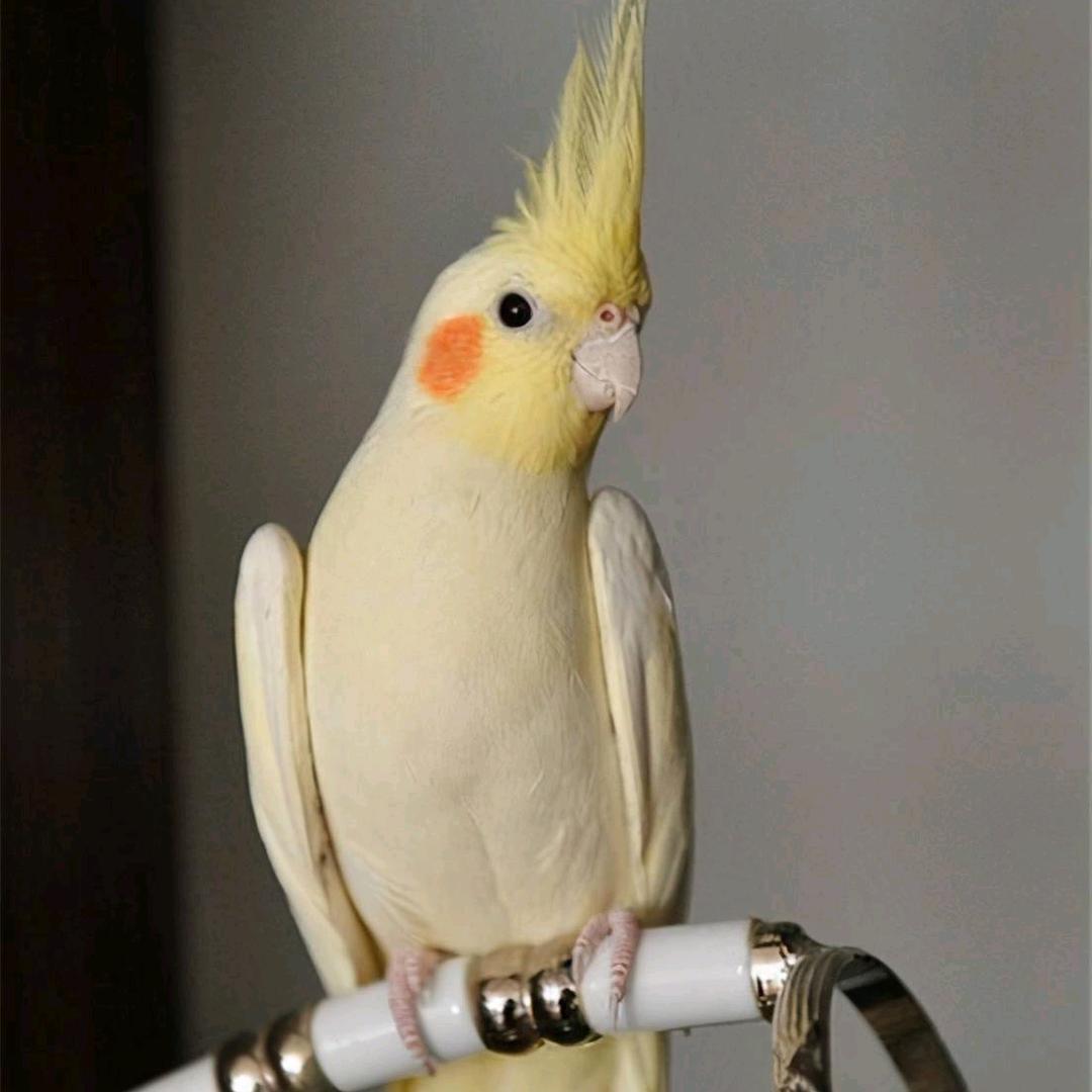 新疆金羽养殖严选小铺子