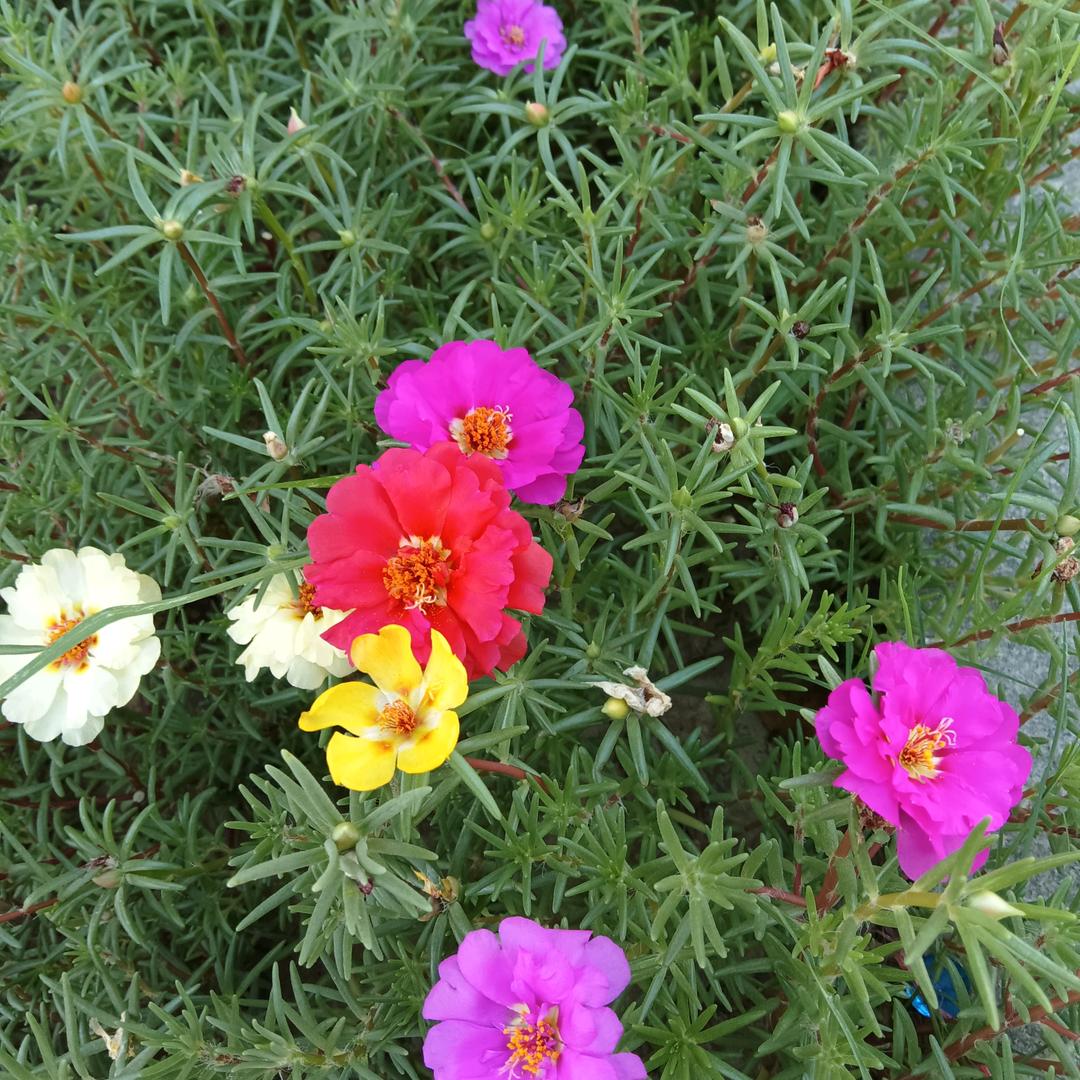 锦上添花🌺