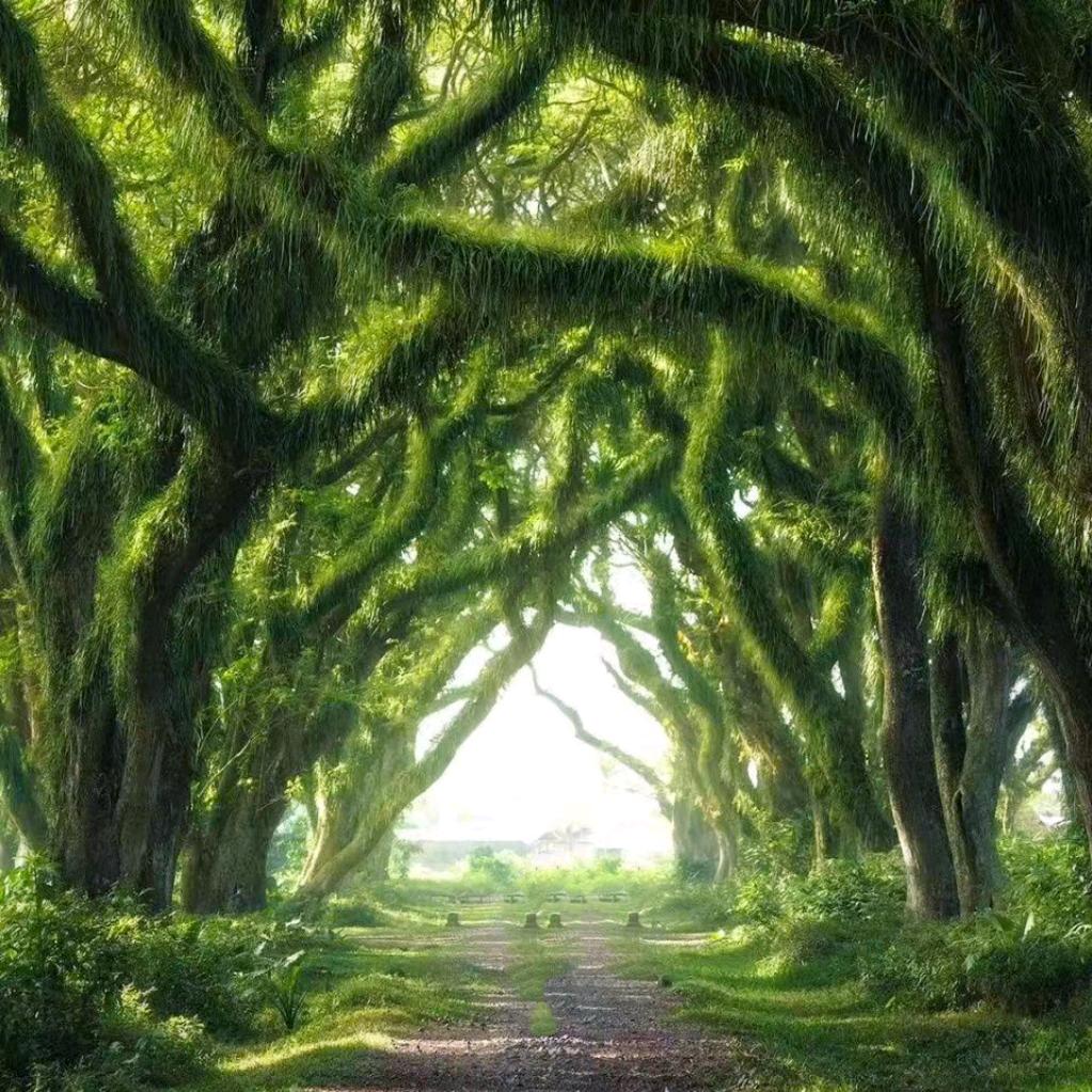 红景