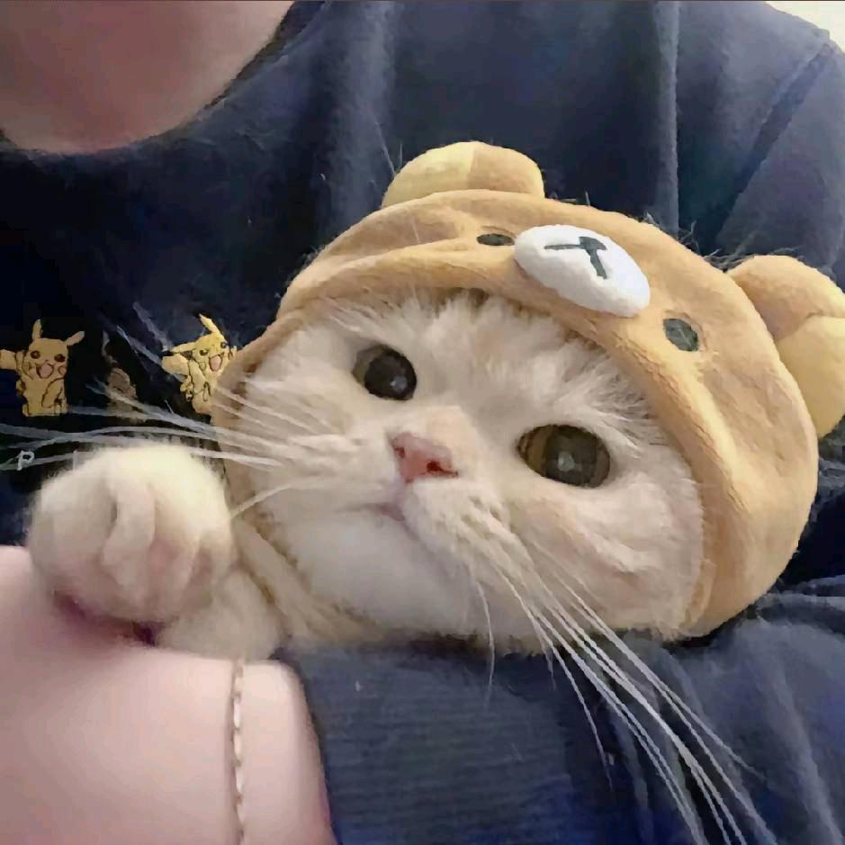 ☆爱♚猫一族★