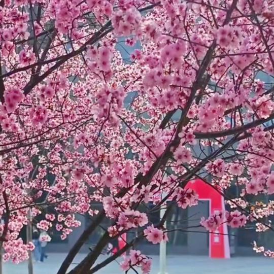 一帆风顺