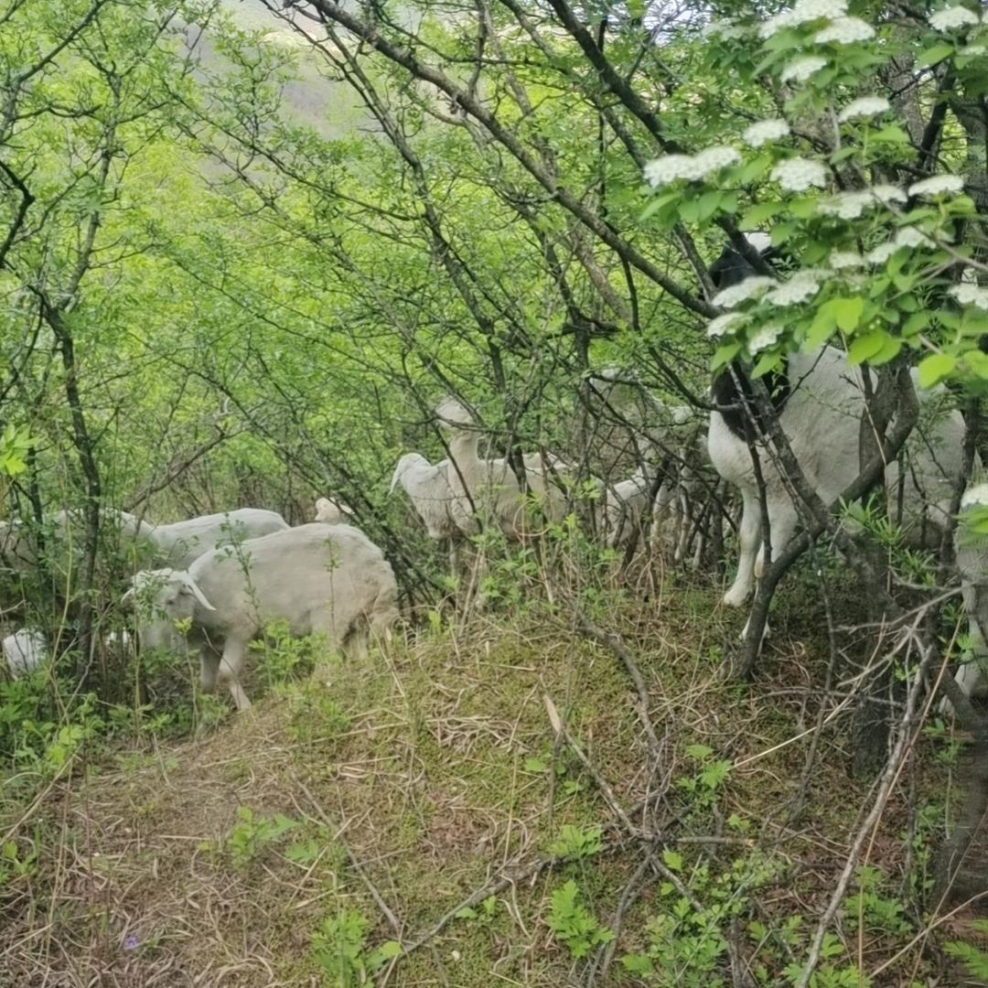 凯尚瑞雪