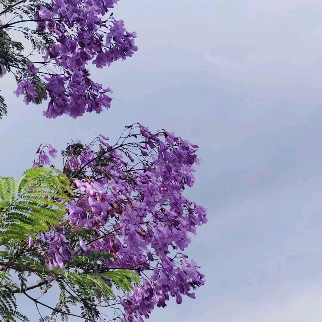 梦里 .花落