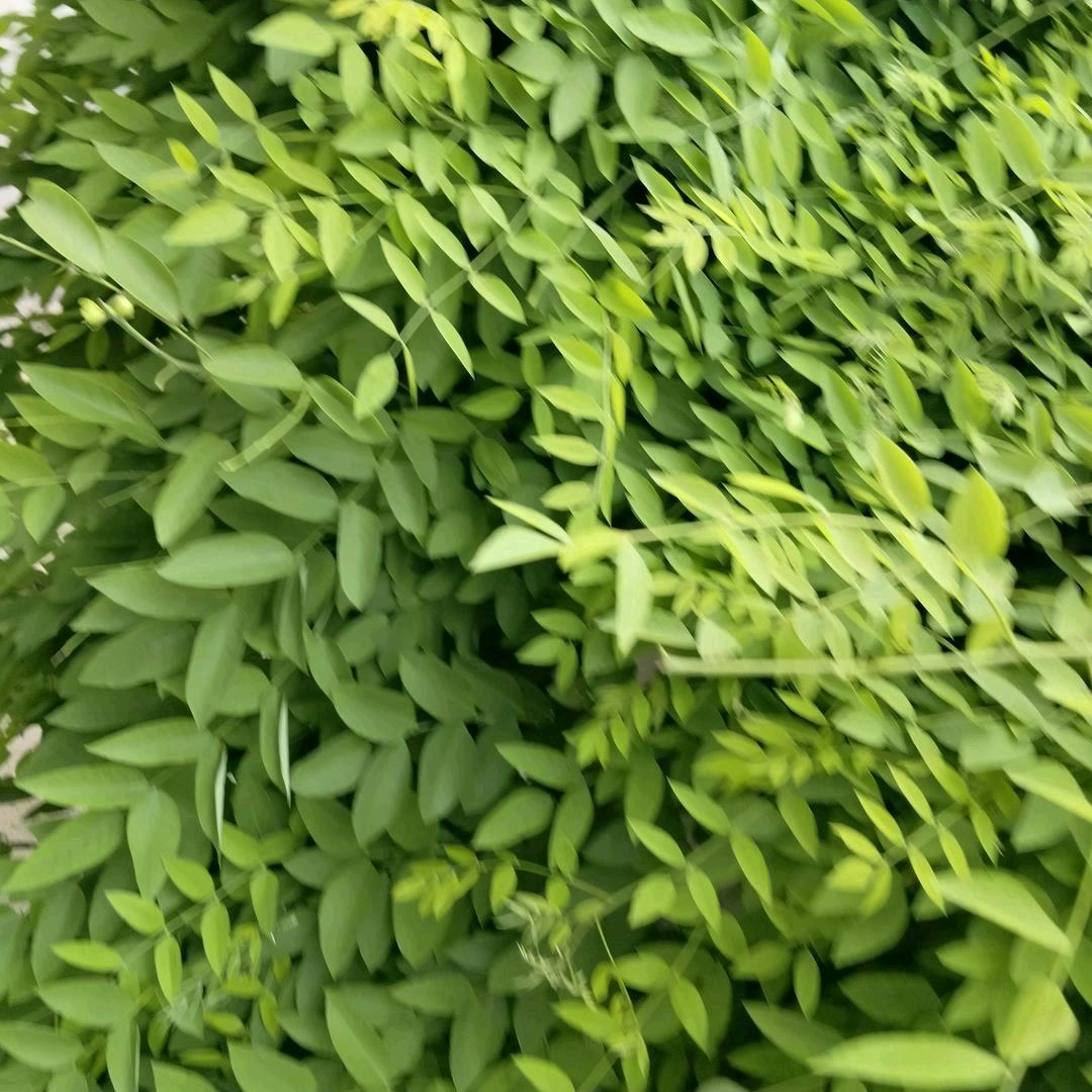 做回自己🌺🌺