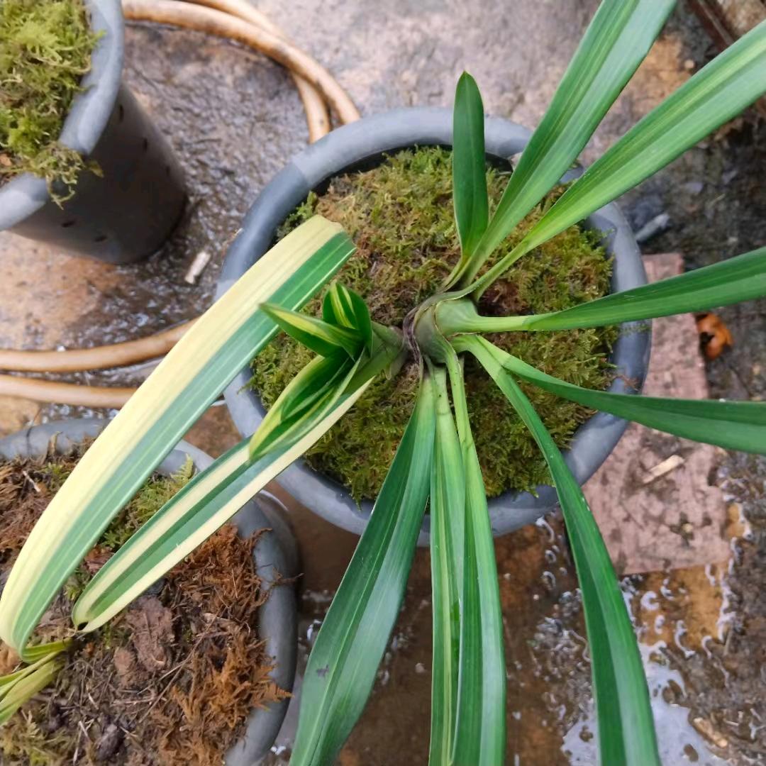 打砖小王