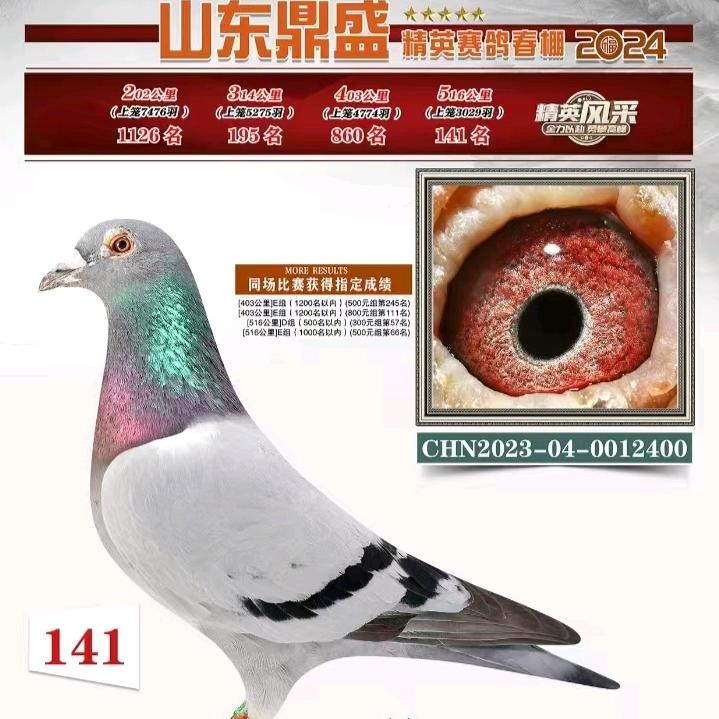 启航鸽舍