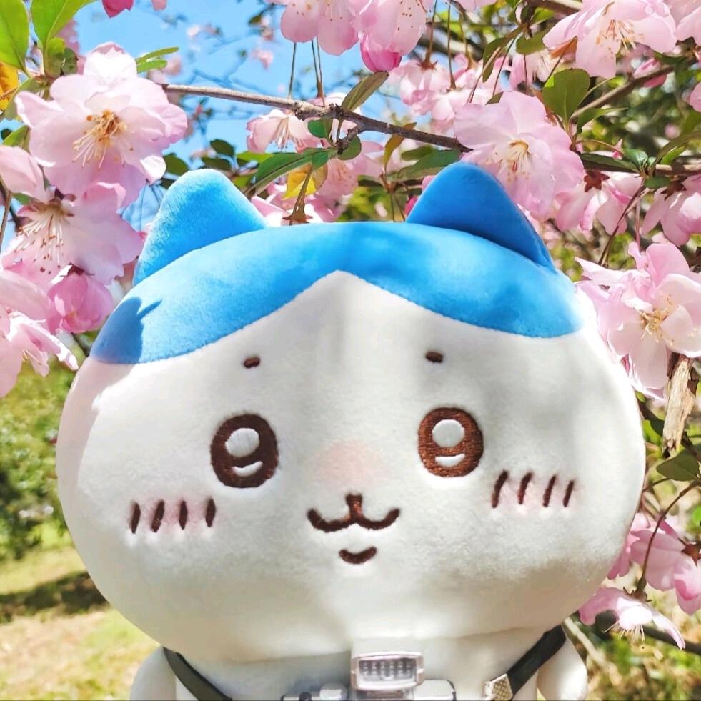 忘忧