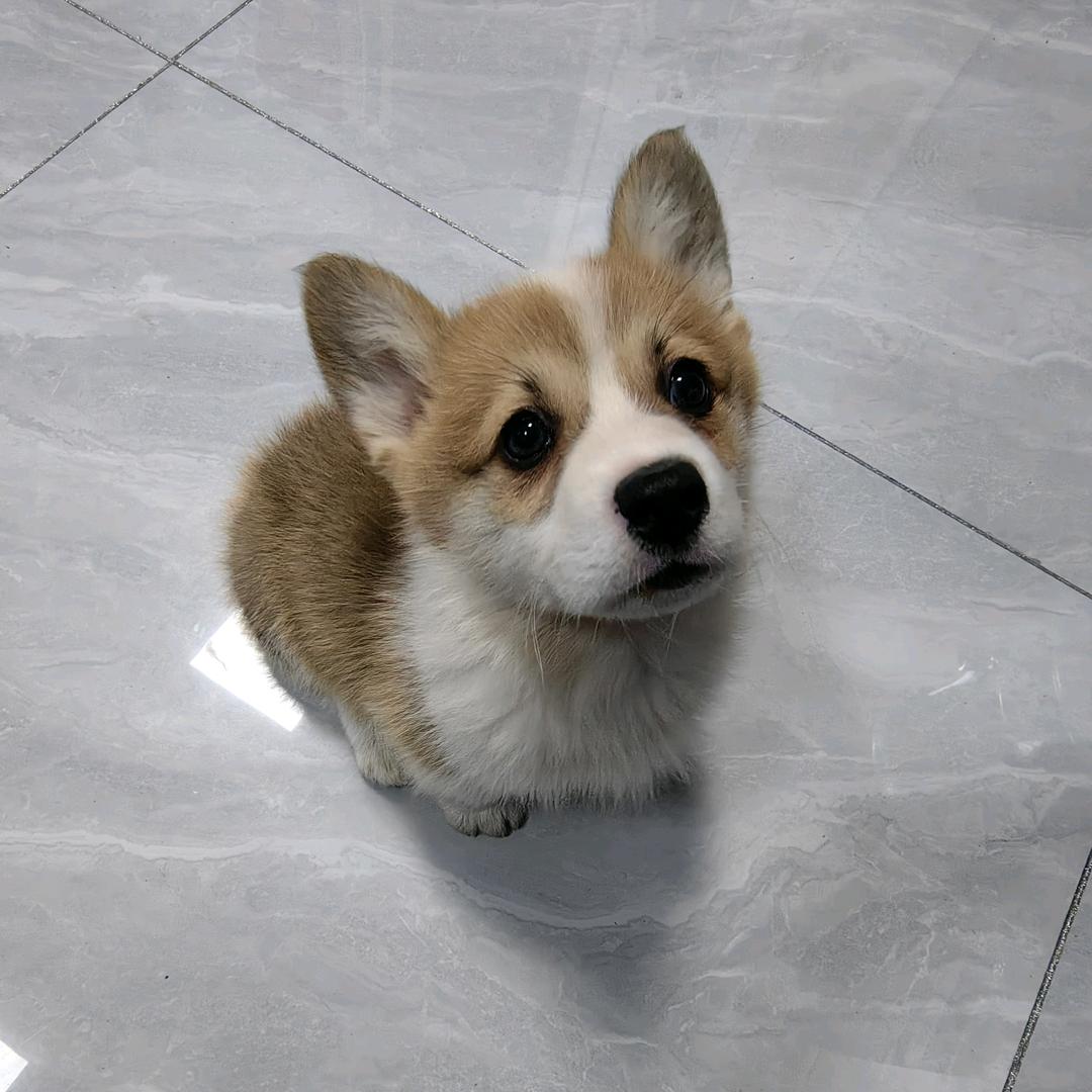 菩提