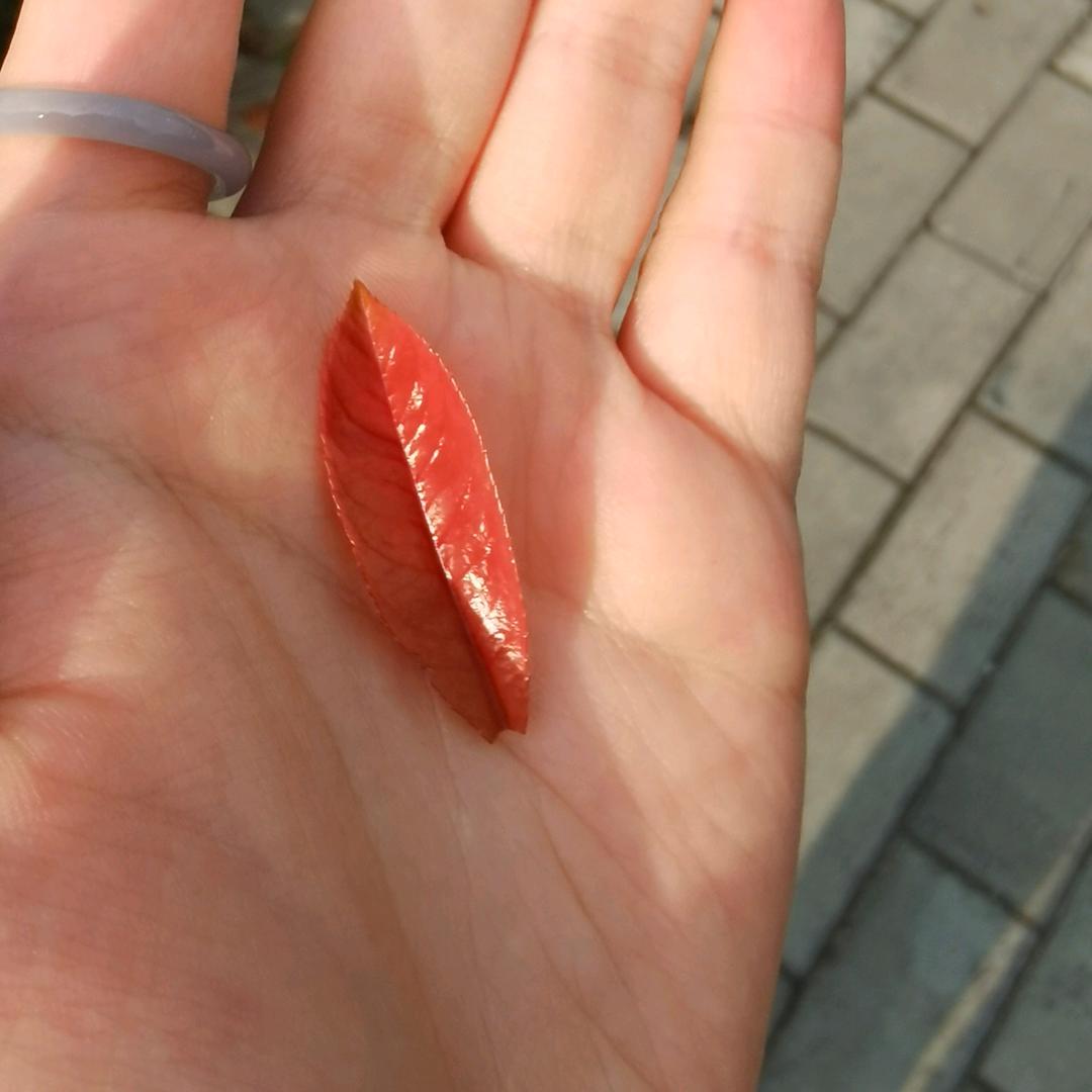 琪琪不吃香菜