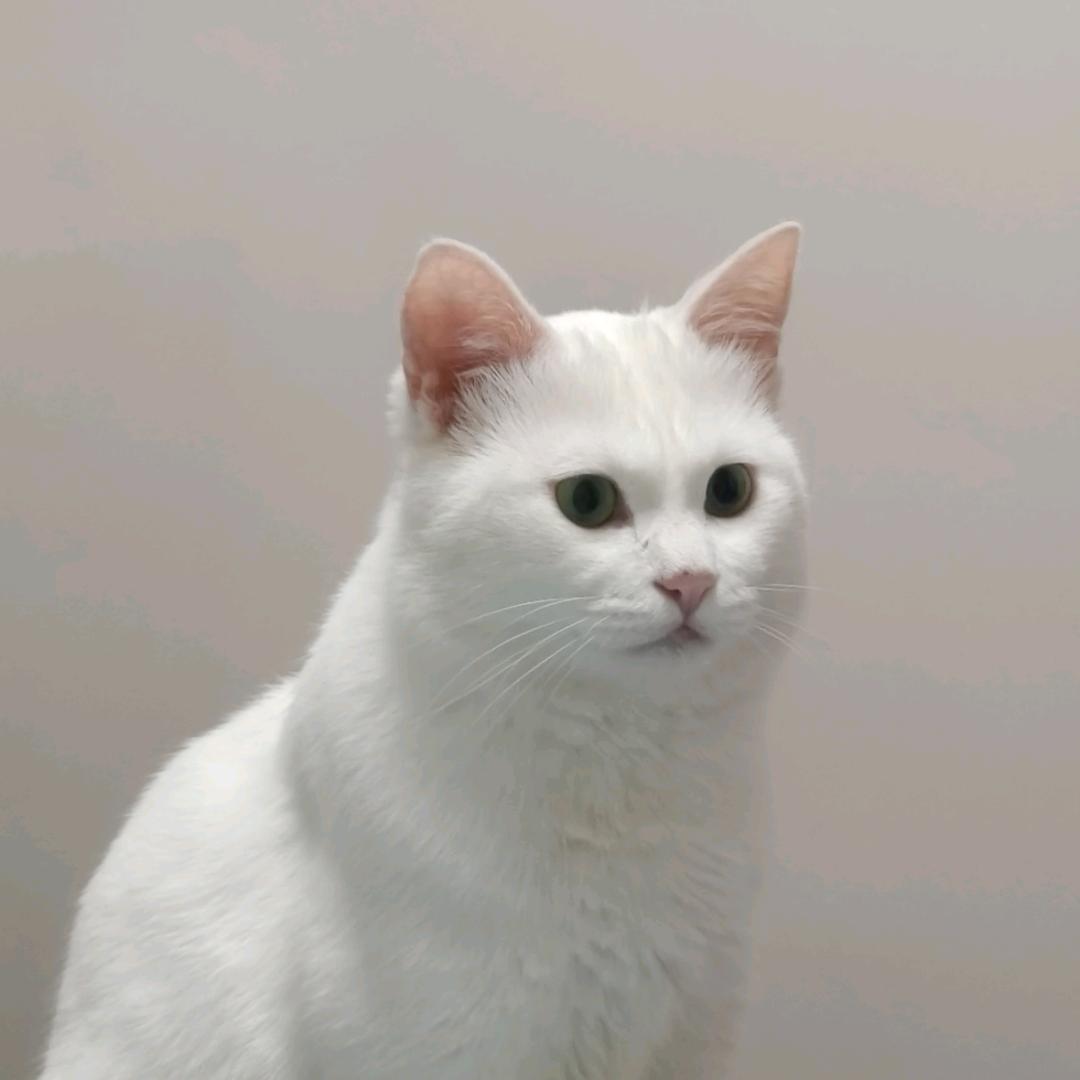 懿猫头像