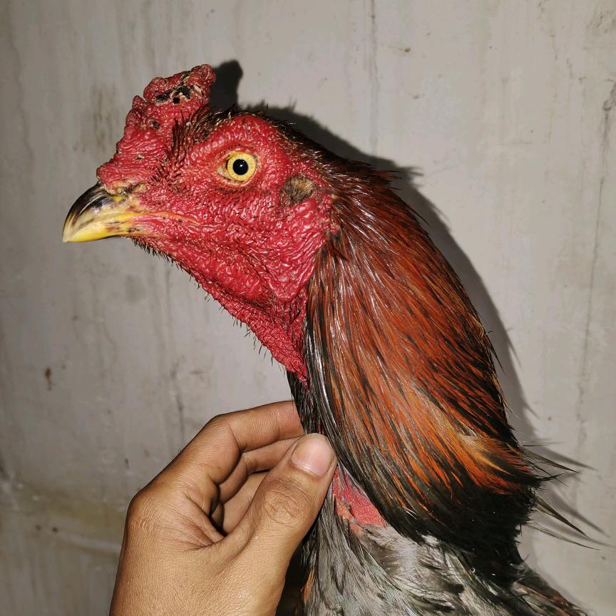 云-G 小青斗鸡养殖🐔