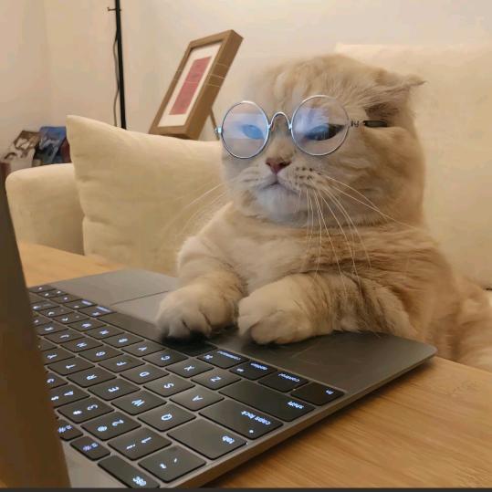 （0522）-熊熊牌辉煌🐻