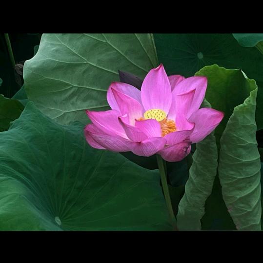 毛毛姐