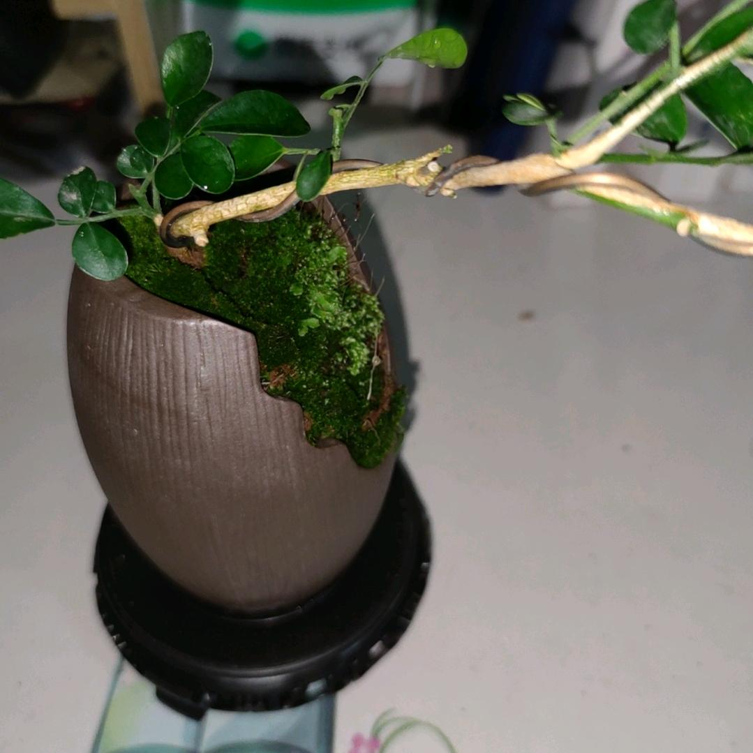 人间一草木