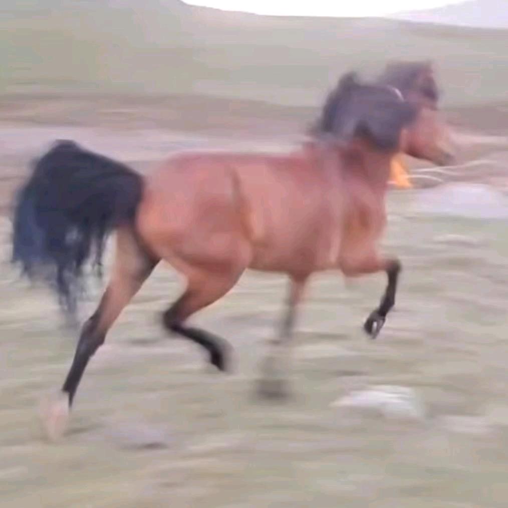 次仁占堆བོད་