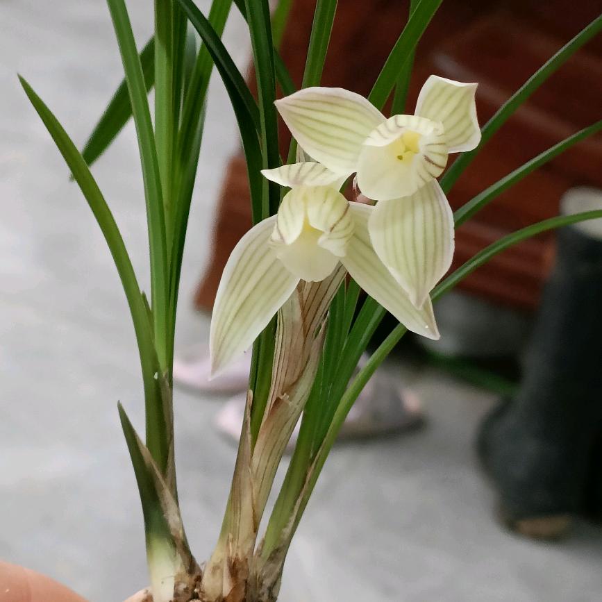 保山市隆阳区李锋汽车钥匙店