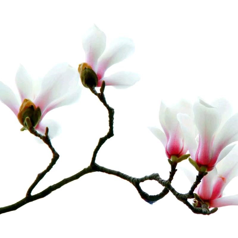 花竞巧