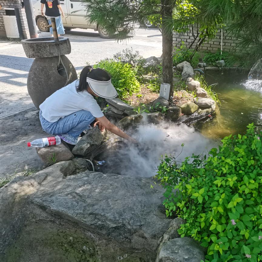 阳光的向日葵