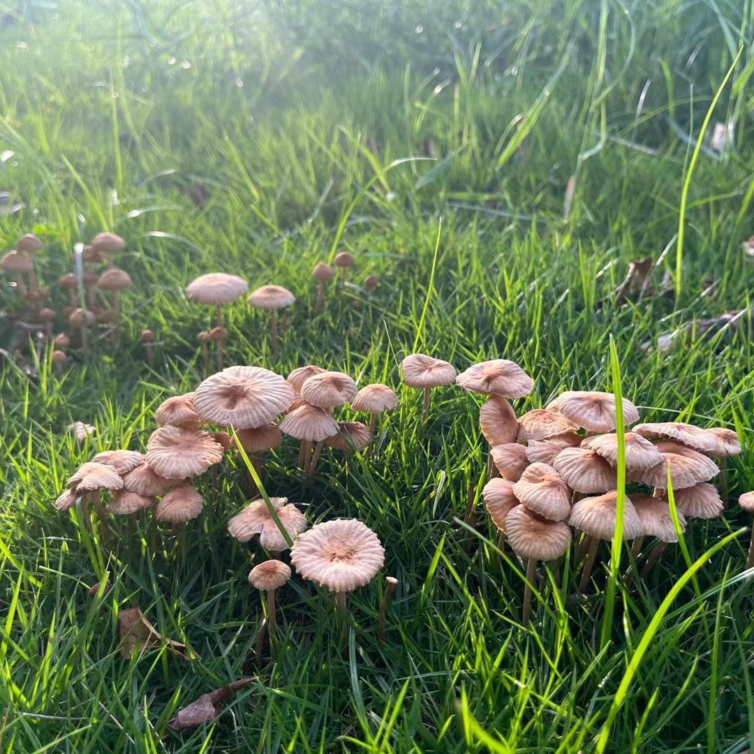🌼ꦿ໊淡然᭄🎋坦荡᭄ꦿᩚ٭