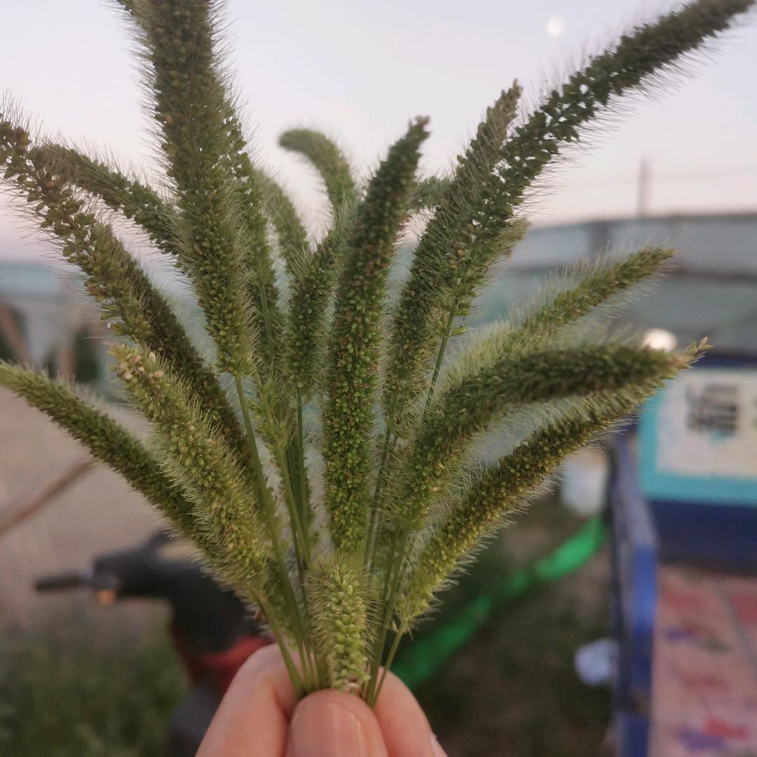 李增辉专业伐木