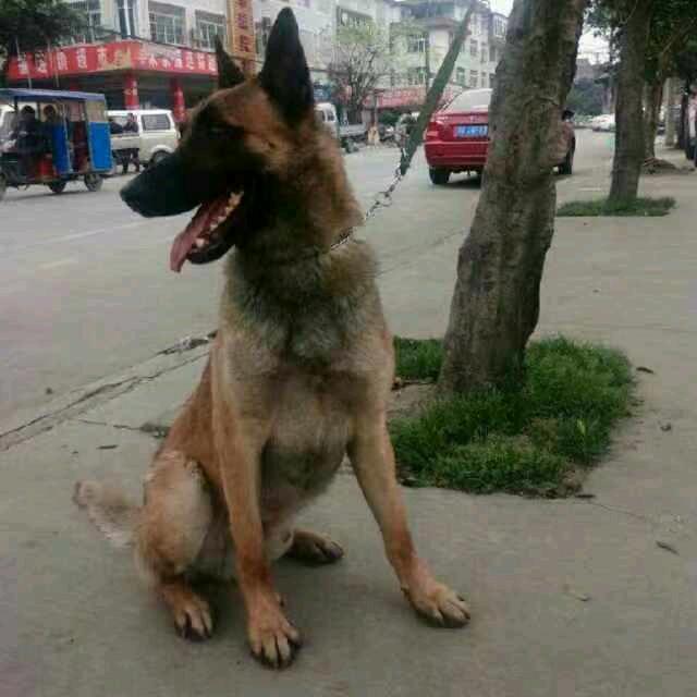 杨氏宠物一体化，医疗，招代理