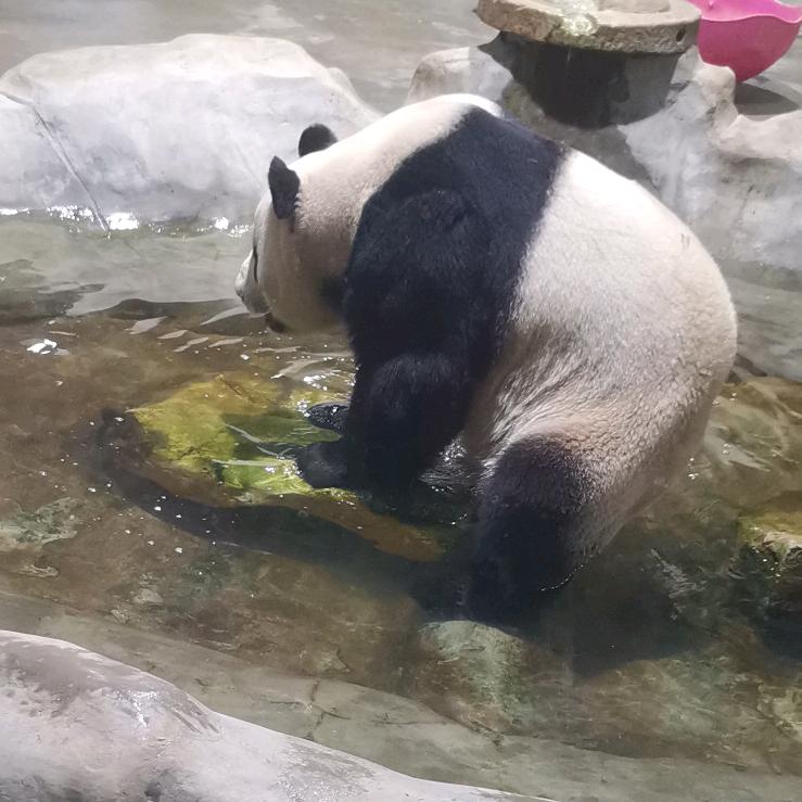 玫瑰花