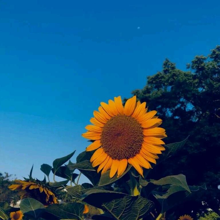 绘梨衣