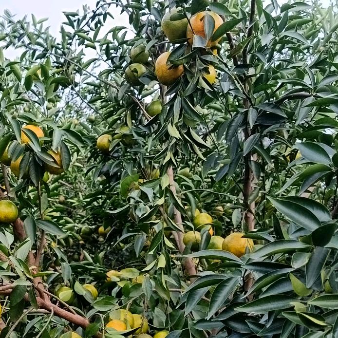 江门市新会木子夕陈皮种植户