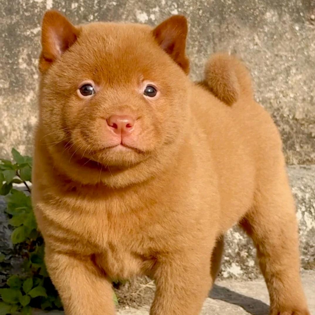 狗市淘犬田园犬