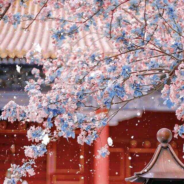 四点的海棠花未眠