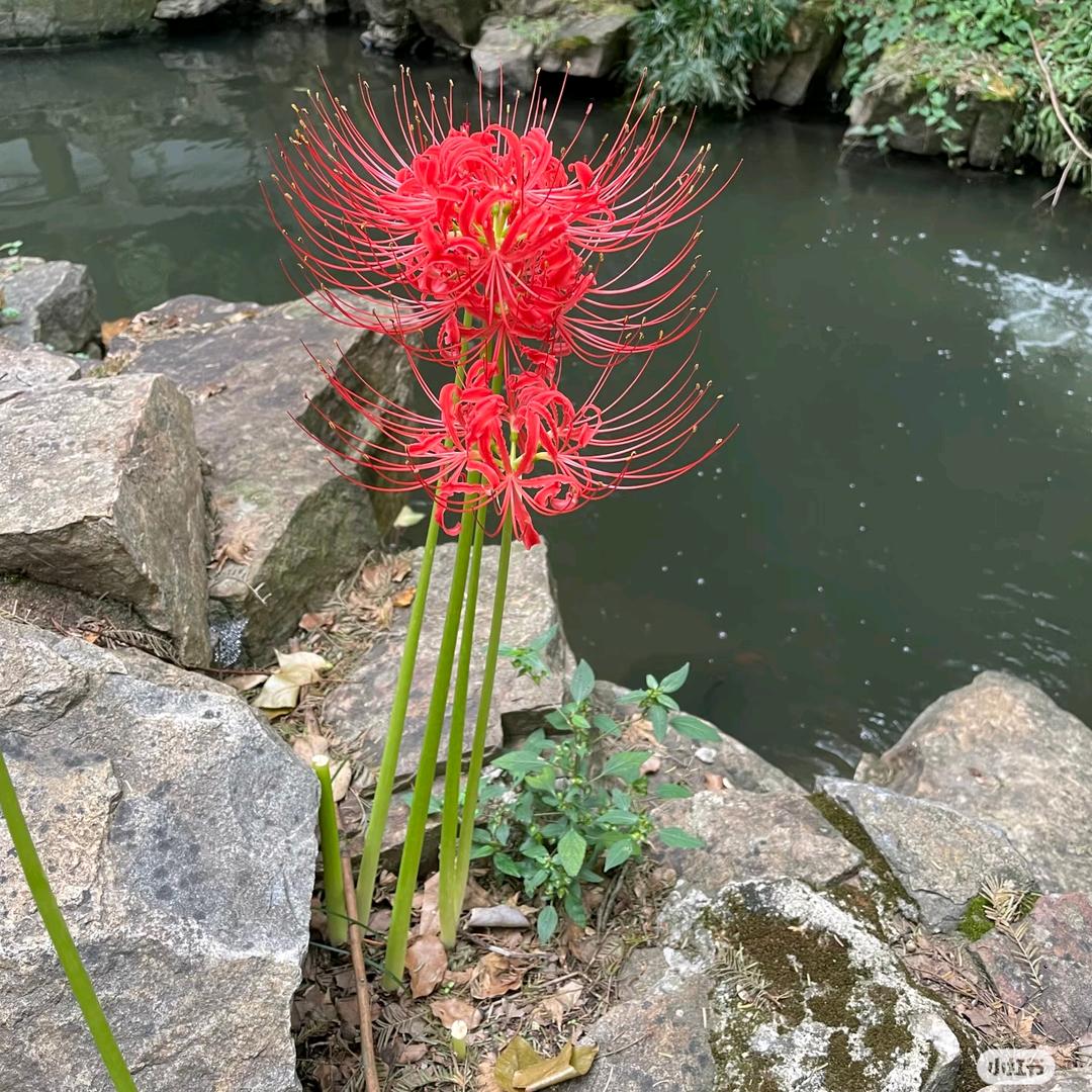 彼岸花