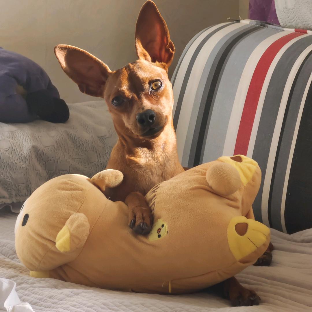 饺子子（见过灿烈艺兴版）