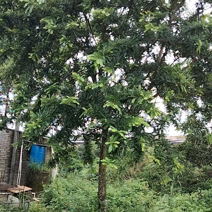 用户24468524头像