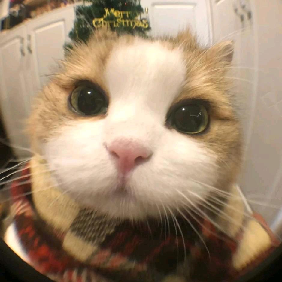 小鱼（水贝跑腿版）