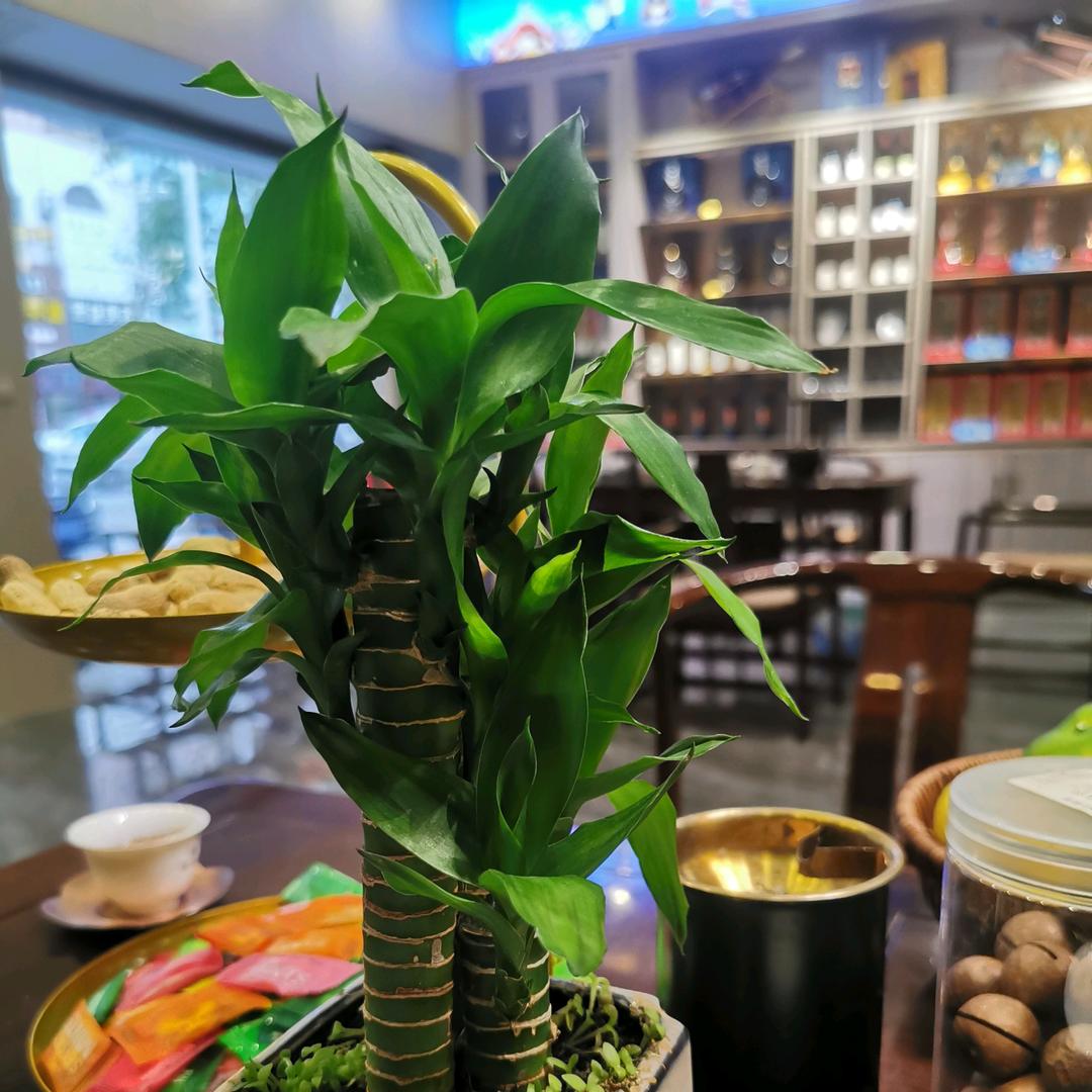 円彳肀鶪