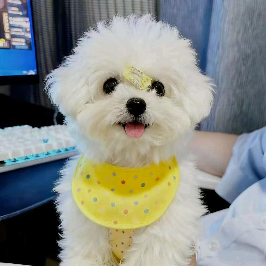 小助理_回关选宠🐶