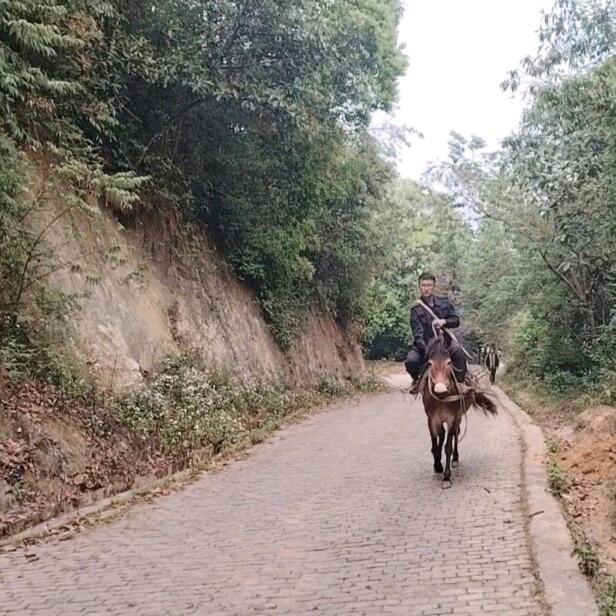 话说哈尼